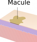 Dermatologic nomenclature - WikEM